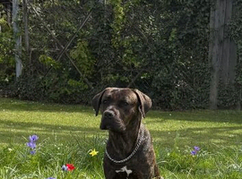 Male entire cane corso 2yrs old.