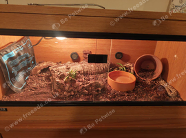 Adult Male Hognose with full set up.