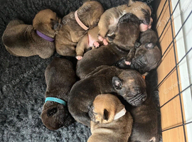 French bulldog x Bullpei puppies
