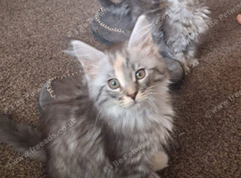 Female Mainecoon kitten for sale
