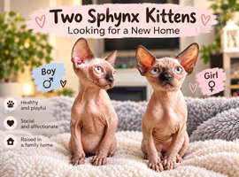 Kitten sphynx looking for home forever