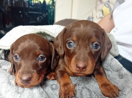 KC Registered Miniature Dachshund Puppies for sale