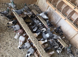 Pigeons