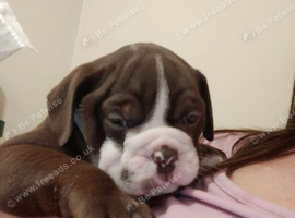English bulldog puppies