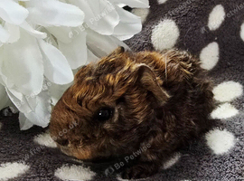 Texel x Lunkarya boar
