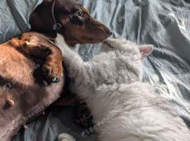 2yr mini dashhound KC registered
