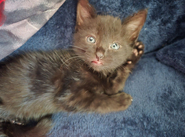 Playful black kitten for sale
