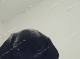 4 dashounds cross jack Russel puppies