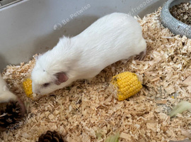 White Guinea Pig Boy