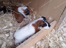 Beautiful  male guinea pigs