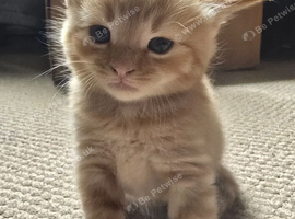 Beautiful kittens for sale