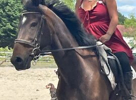 !16.1hh gentleman/safe hack!