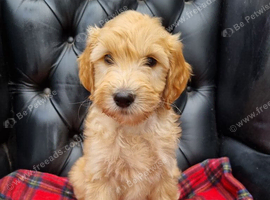READY NOW Beautiful F2B Teddy Bear Goldendoodle Puppies