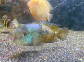 Large Nicaraguan cichlid 6&rdquo;