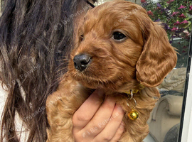 Adorable Cavapoo Puppies For Sale