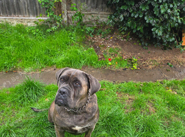 Presa Canario