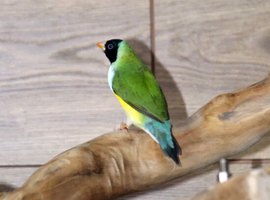 Gouldian Finches  male female,7