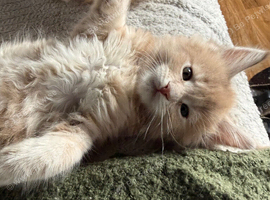Show quality Maine Coon kittens