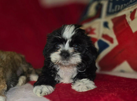 Lhasa apso/shih tzu