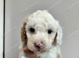 Beautiful Cavapoo pups