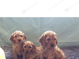 Cockapoo puppies