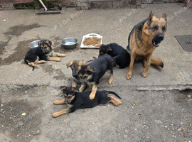 German Sheherd