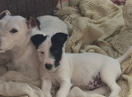 **Reduced as last 1!**Gorgeous little Jack russel puppies