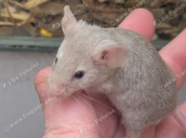 Curly and fancy mice available
