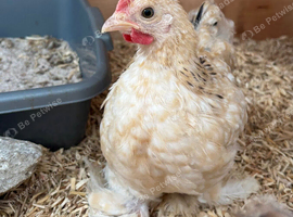 Free - 3 Male Pekin Bantam Roosters