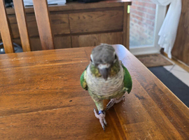 Male 3 year old conure