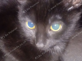 Beautiful Black Boy Kitten