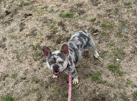 K.c French bulldog female