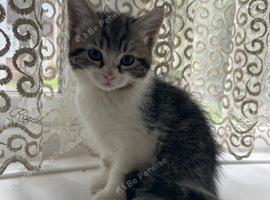 Adorable Kittens (Can be delivered)