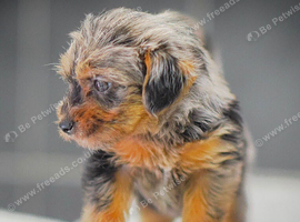 READY NOW Miniature Patterpoo&rsquo;s