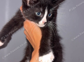 Last 3 beautiful kittens