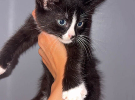 4 Maine coon X mixed