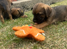 Stunning border terrier Puppies