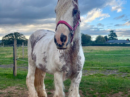 Gorgeous 14.2 Cob Mare