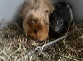 Guinne pigs x2