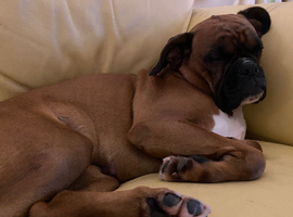 5 year old female boxer