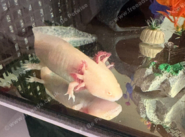 Wild and albino axolotl