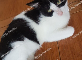 Sweet 5 -month-old little girl looking for her forever family.