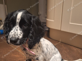 COCKER SPANIEL PUPPY/BLACK AND WHITE