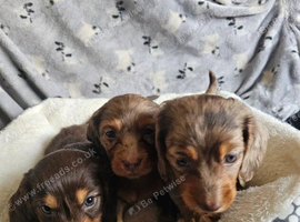 Beautiful miniature puppies