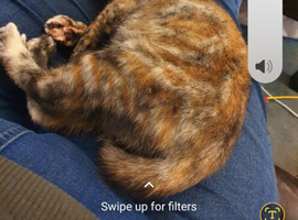 Fluffy kittens