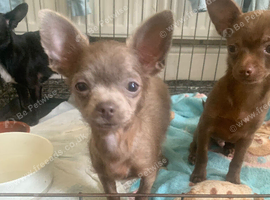 2 male toy chihuahua puppies left ready to leave now