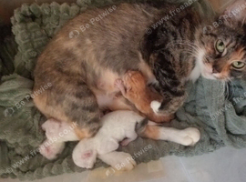 3 beautiful we kittens 2 white ones we ginger one