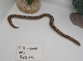 Baby Kenyan sand boas for sale