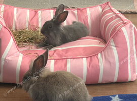 Adorable bunny's including essentials, written below.