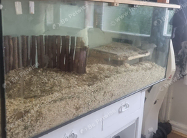 Full gerbil tank set up with 2 6 month old boys